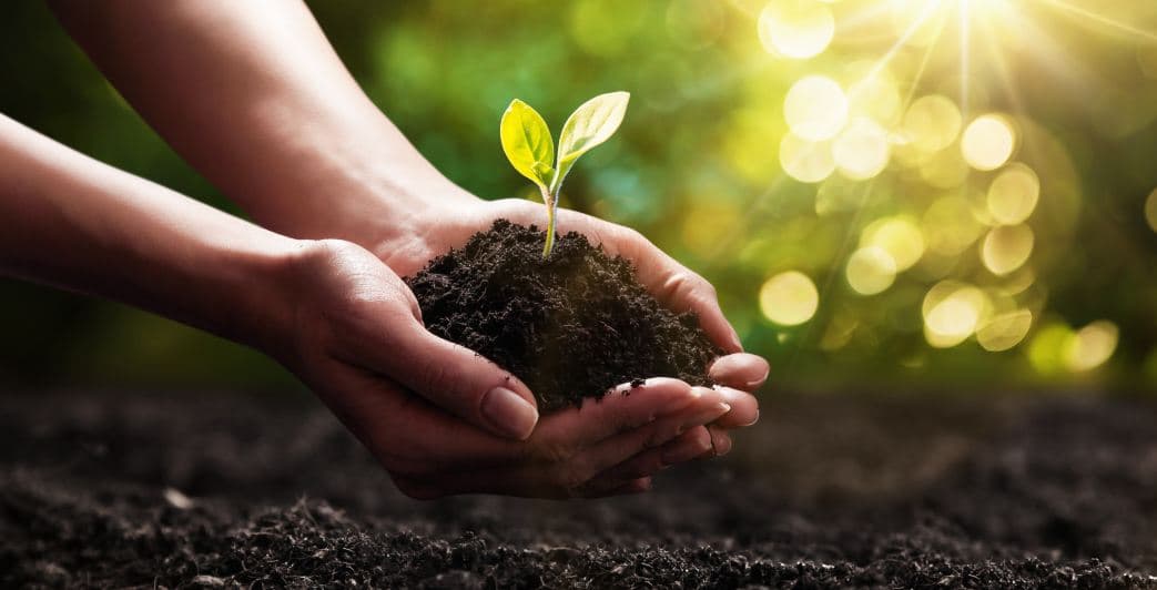 MRN inicia novo ciclo de recuperação florestal das áreas mineradas