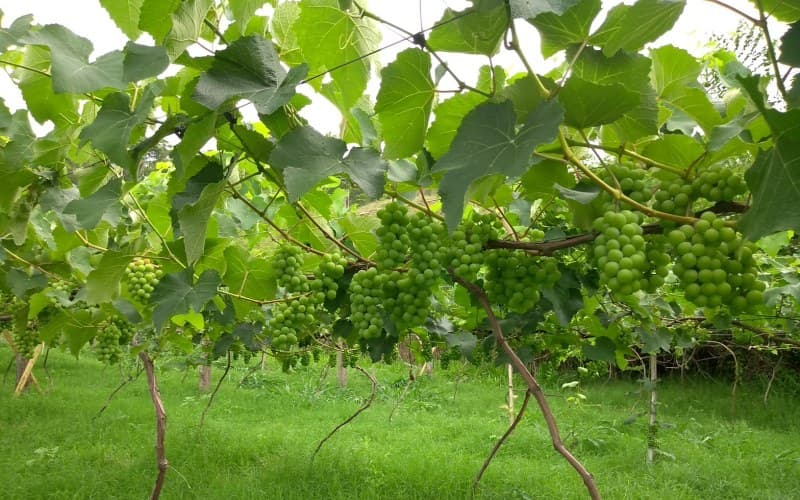 CBA obtém crédito verde para alavancar projetos sustentáveis e exportações