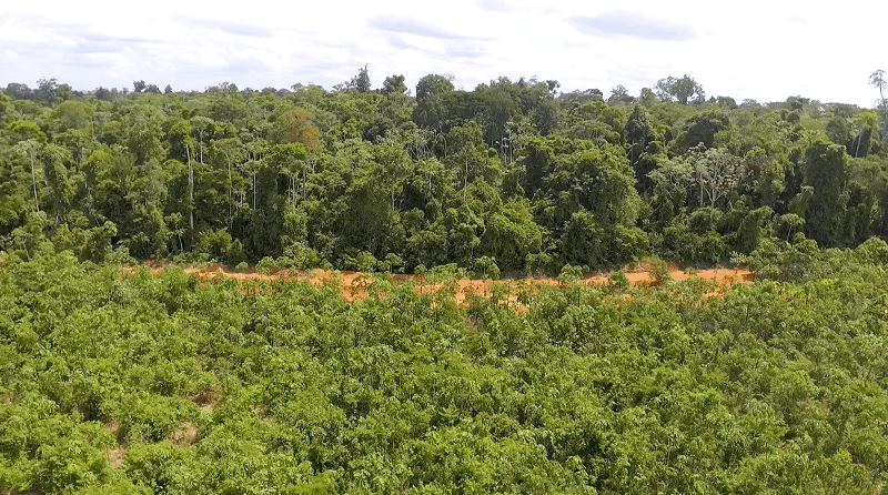 Hydro amplia reflorestamento em Paragominas (PA) em 2020