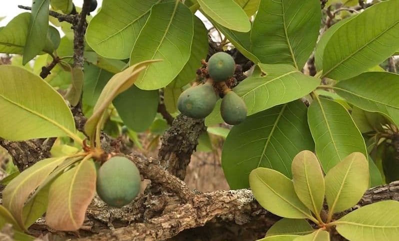 Pesquisa revela espécies raras da flora em reserva pertencente à CBA