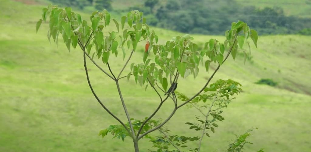 Técnica inovadora da CBA é destaque em TV afiliada à Rede Globo em Minas Gerais