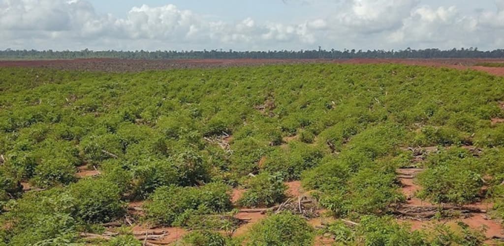 Há 16 anos em operação, Hydro Paragominas refloresta cerca de três mil ha