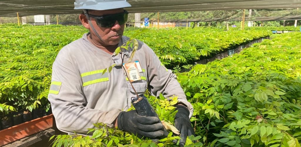 MRN refloresta 362 ha atendendo compromisso com o meio ambiente