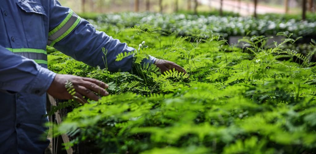 Técnica inovadora da Hydro e da Embrapa revoluciona reflorestamento na Amazônia
