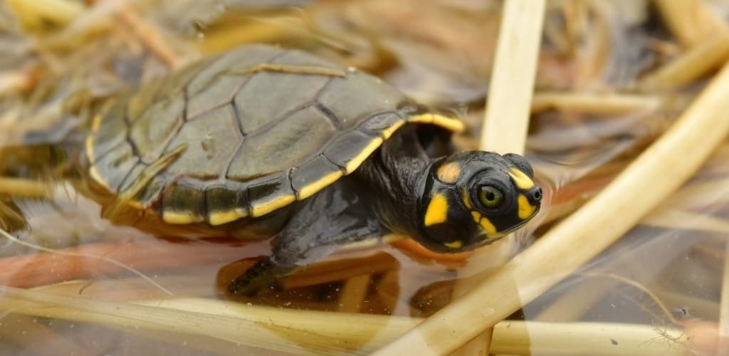 MRN promove libertação de 3 mil filhotes de quelônios em Oriximiná, no Pará