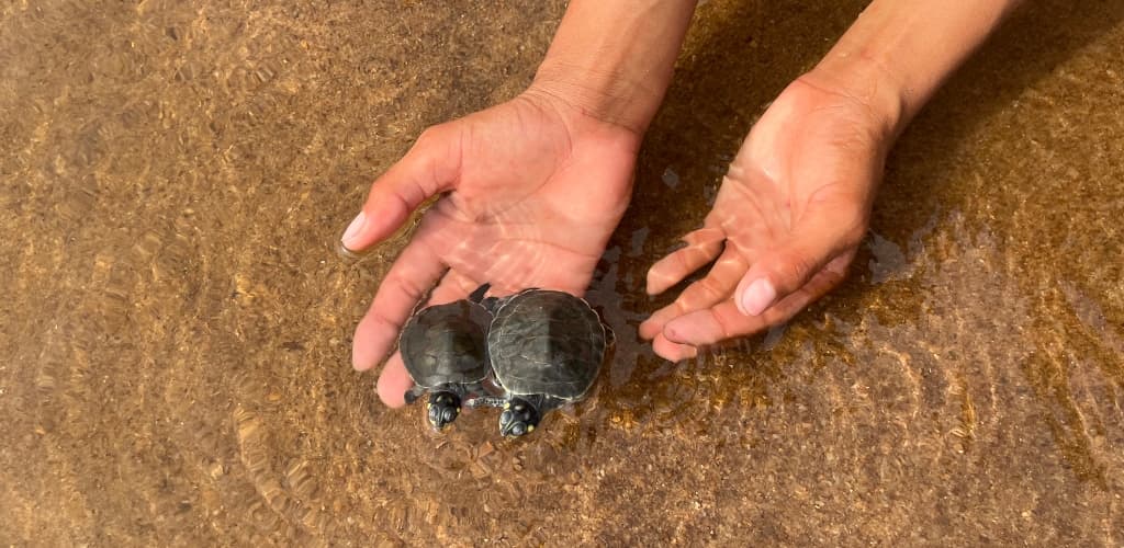 MRN devolve 15 mil filhotes de tartaruga à natureza