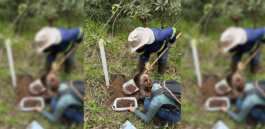 CBA e UFV lançam estudo sobre a eficácia da restauração em áreas mineradas