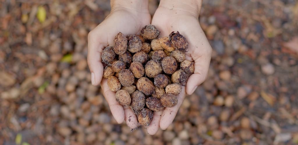 MRN lança websérie com histórias reais de geração de renda e reflorestamento na Amazônia