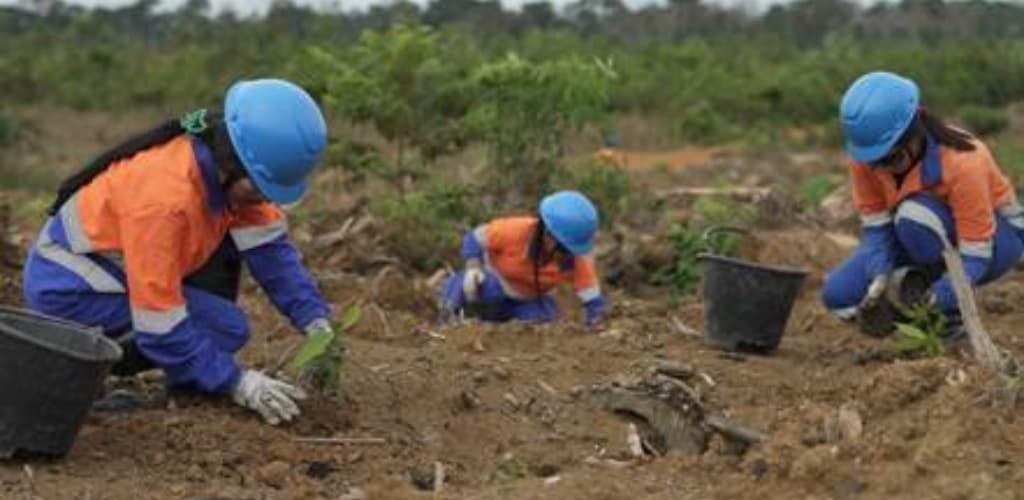 Alcoa plantará mais de 300 mil mudas em Juruti