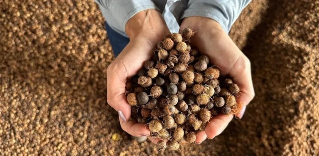 Hydro avança no uso do caroço de açaí