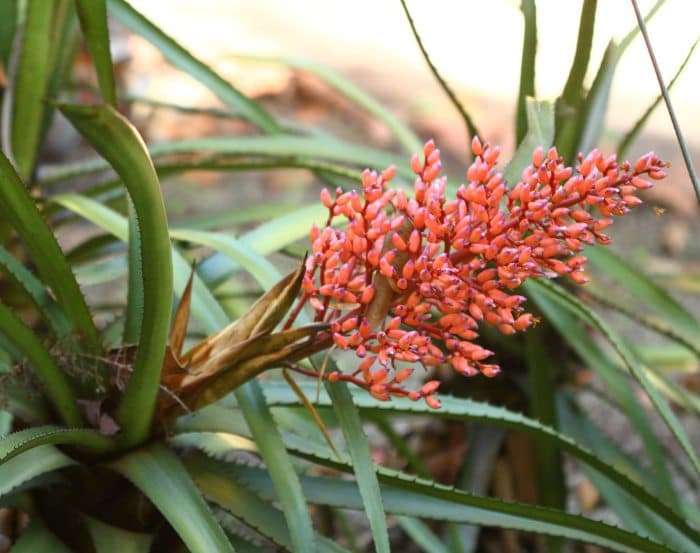 MRN preza pela conservação de epífitas, plantas que vivem em árvores