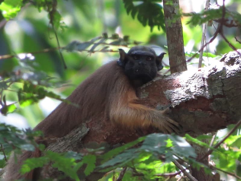 MRN: publicação internacional destaca programa direcionado a primatas