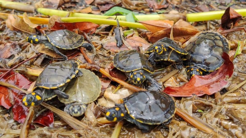 Com apoio da MRN, mais de 60 mil quelônios são devolvidos à natureza