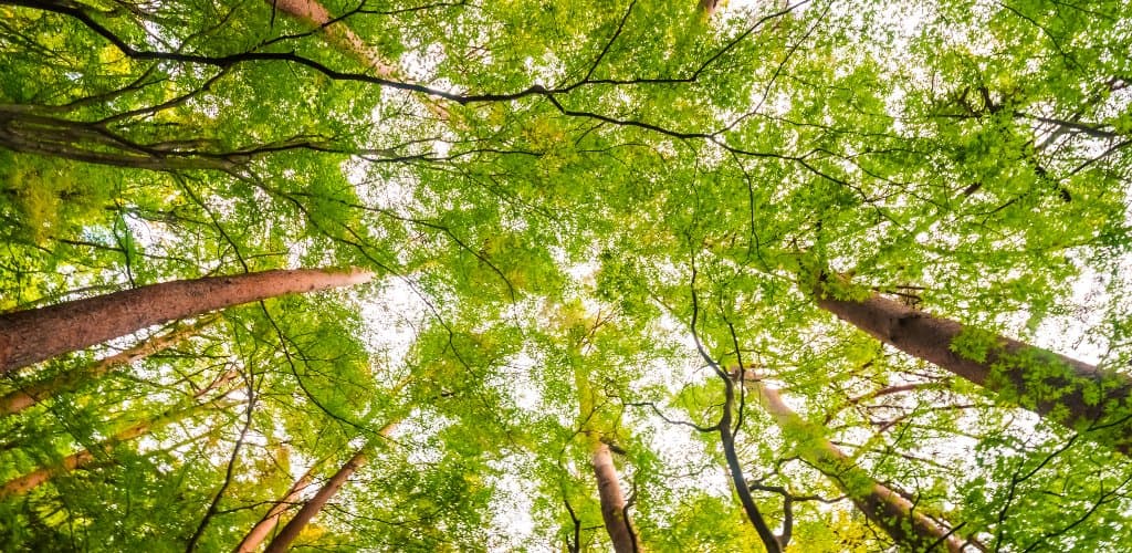 Meio ambiente: entenda como a indústria brasileira do alumínio pode cooperar com as metas traçadas na COP-26