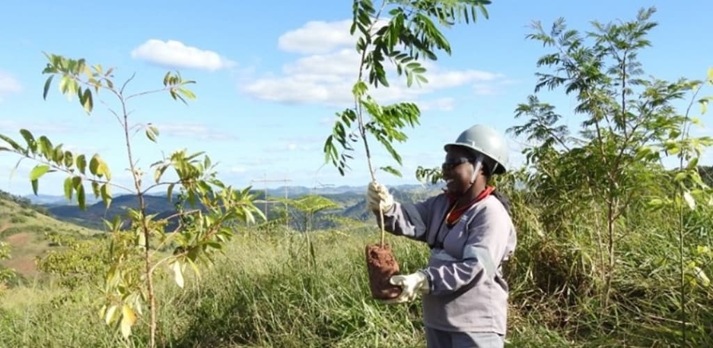Técnica inovadora da CBA favorece o reflorestamento na Zona da Mata Mineira