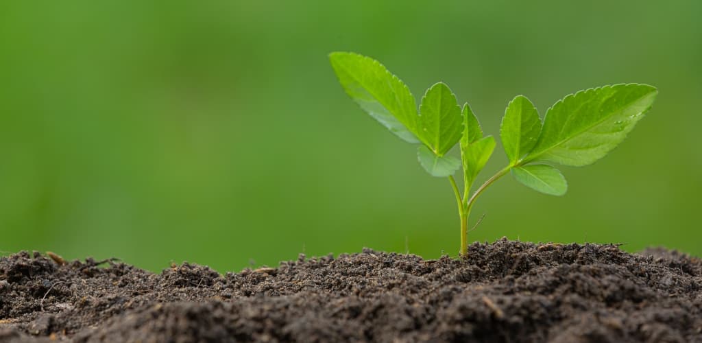 Evento em São Paulo discute gestão, contabilização e tributação no mercado de carbono