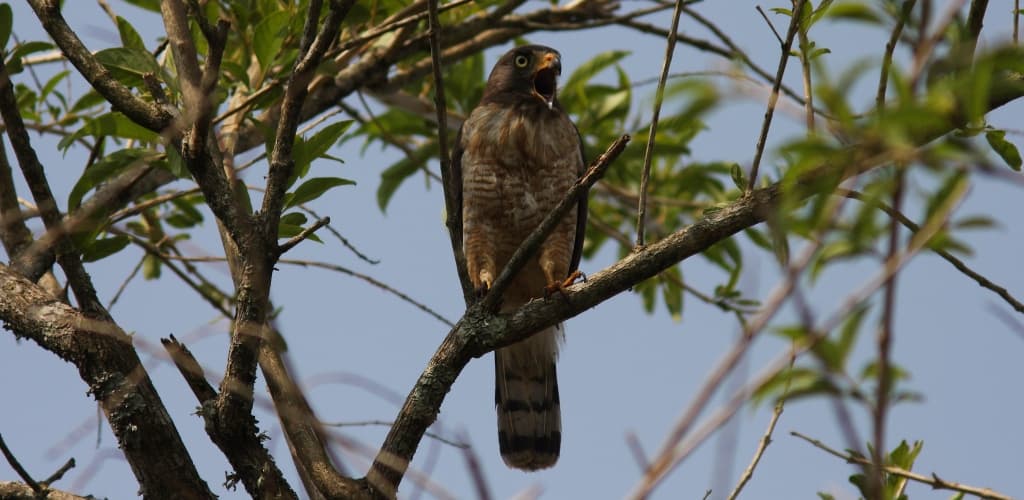 Alcoa apoia projeto para instalação de corredores ecológicos em Minas Gerais e São Paulo
