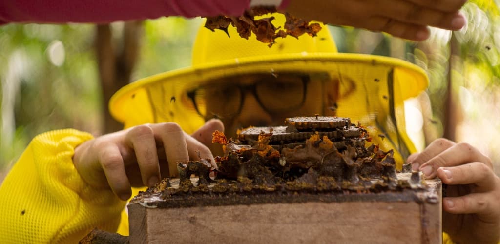 Hydro impulsiona geração de renda por meio da apicultura