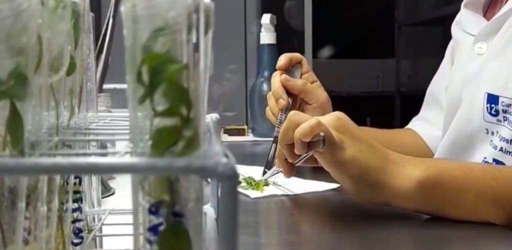 Alcoa Foundation investe em biofábrica para fortalecer cultura da mandioca no Pará