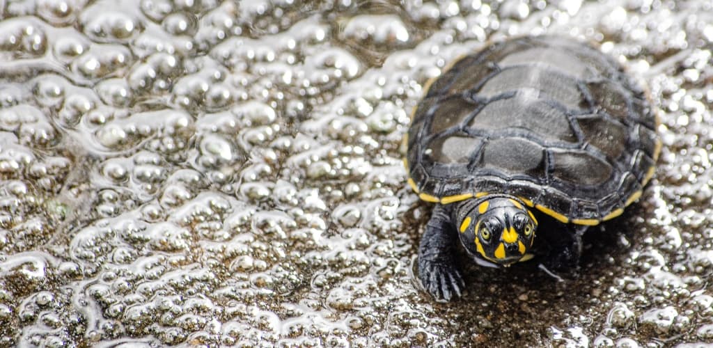 Comunidades do Oeste do Pará unem-se à MRN para proteger quelônios
