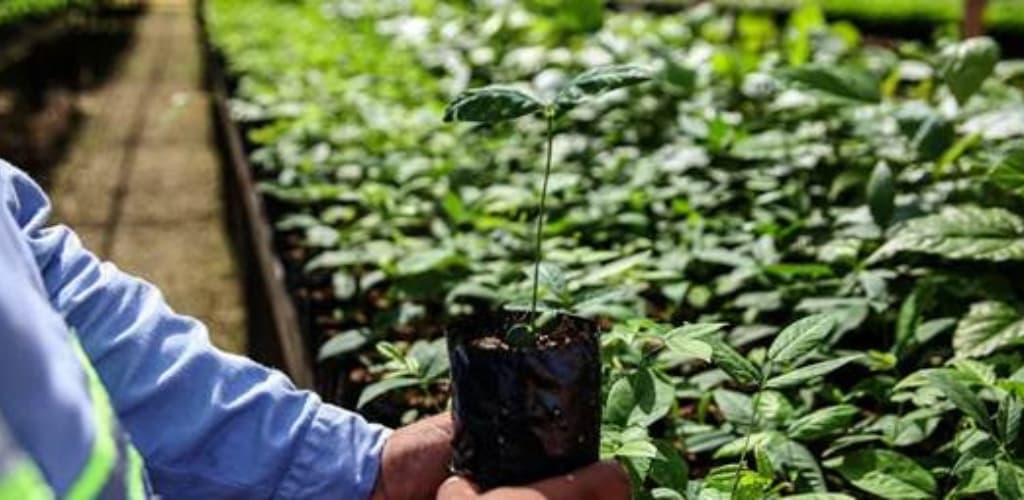 Hydro celebra avanços ambientais nas suas operações no Pará